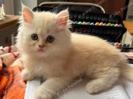 Rare chocolate Persian girl and cream/white boy kitten