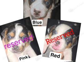 5 miniature jack russells