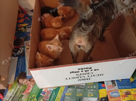 5 males ginger kitten and two girls