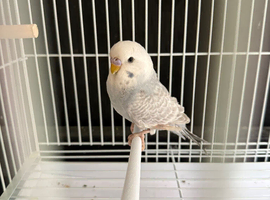 Budgie Male