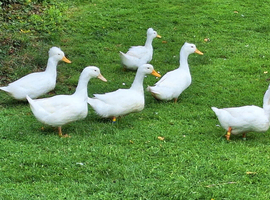 White Ducks