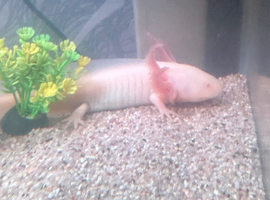 2 axolotls and 25 litre tank