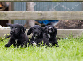 Black Cocker spaniel puppies kc reg parents.