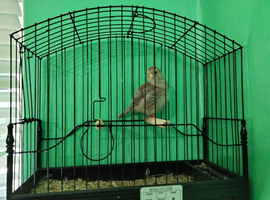 Fawn Fife Canary Hen available