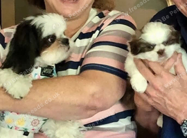 Shih tzu girl