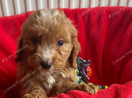 Cockapoo Puppies