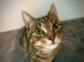 Male tabby cat 1 year old