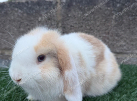 Puree breed mini lop
