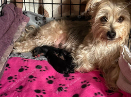 Three gorgeous Morkie boys looking for loving homes &ndash; Stafford