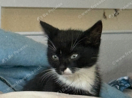 4 x kittens