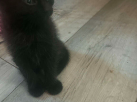 Ragdoll cross calico kittens