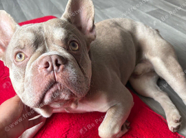 Frenchie