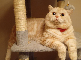 Cream male British shorthair