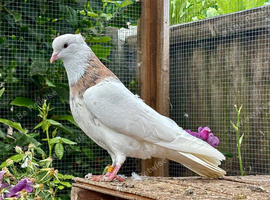 Iranian pigeons for sale