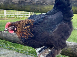 Devon bronze (dark egg layer) point of lay pullets