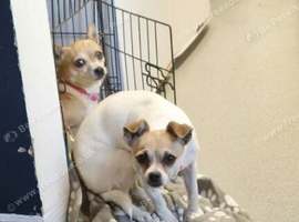 Chihuahua for sale