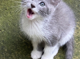 Farm reared kittens (ANGLESEY)