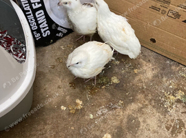 White quails 5 weeks old