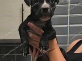 1 male staff collie mix pup