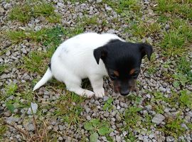 Small jack Russell puppies