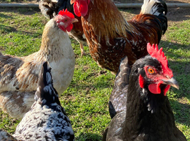 Hatching eggs - Swedish flower hens - &pound;3