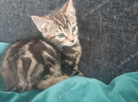 Male kittens