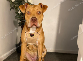 8 month old American Bulldog