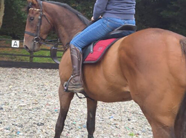 15.3 /16 hds 4 yr old TB gelding