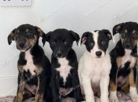 Classic "Old School" Lurcher Puppies - Loving Family Companions