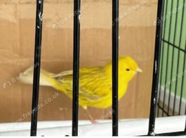Female canary