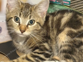 Kitten for rehoming