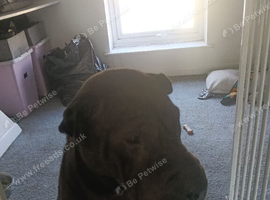 Black KC reg sharpei