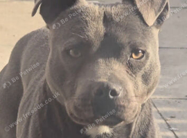 Blue Male Staffordshire Bull Terrier