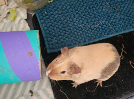 3 x guinea pigs