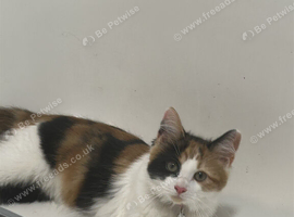 Spayed female Maine coone mix