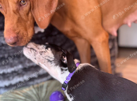 Hungarian vizsla x Blue Merle Border Collie