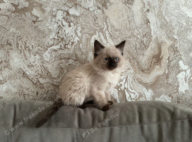 Half Ragdoll kitten boy.