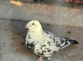 Pigeons for sale