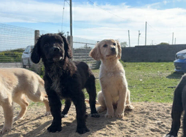 Cocker Spaniel x Collie