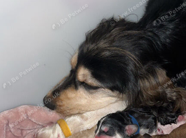 Cocker spaniel puppies