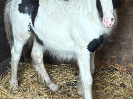 Pretty 6month old chunky cob filly