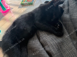 Black Female kitten