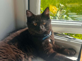 gorgeous boy for rehoming
