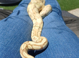 Ball python