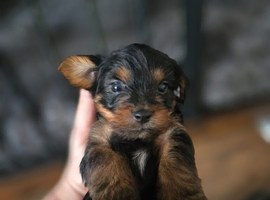 Yorkshire Terrier pups ready 24th June