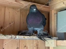 Tumbler cock bird
