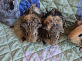 Baby Sister Female Guinea Pigs Funky Coats