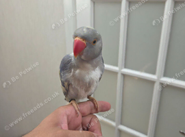 Recessive Pied Indian Ring Neck