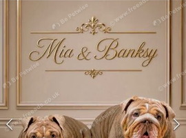 Beautiful English Bulldogs &ndash; Must Stay Together