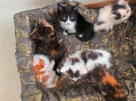 MIxed Breed Kittens